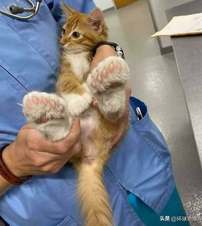 自然界中的庞然大物,自然界奇形怪状的东西