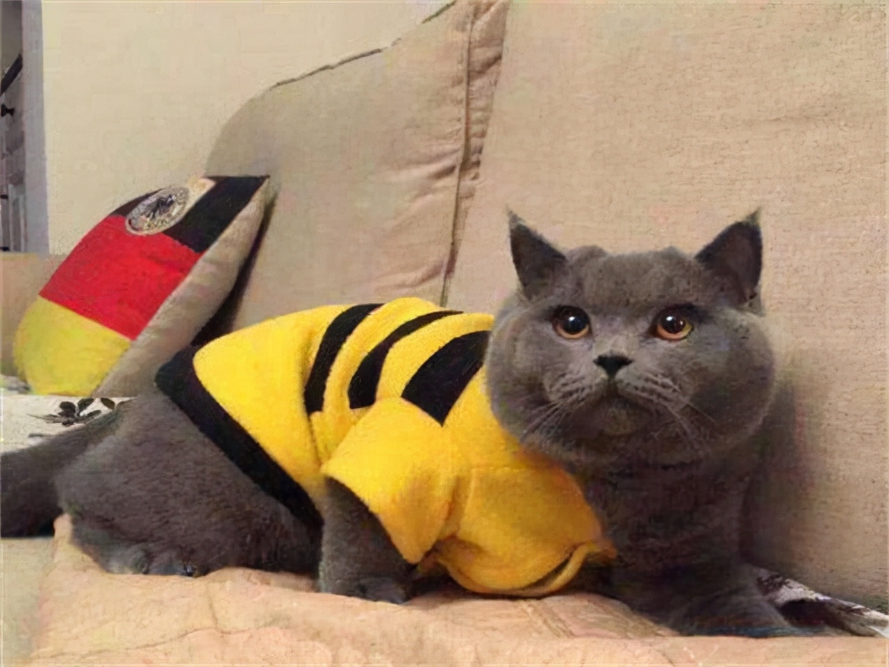 英短蓝猫折耳是不是养不活,英短蓝猫为什么不建议养