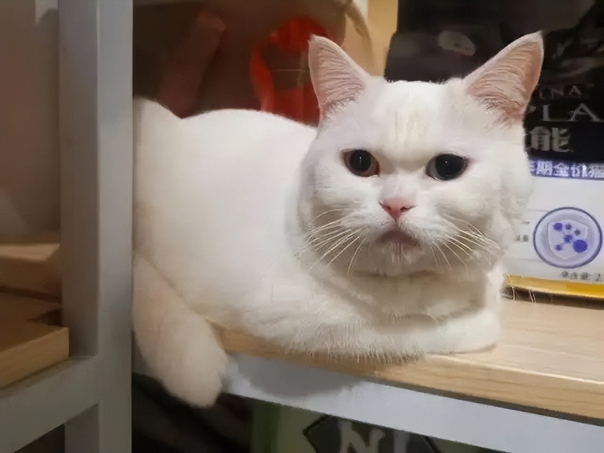 李时珍为什么说猫不能吃,中国人为什么不吃猫