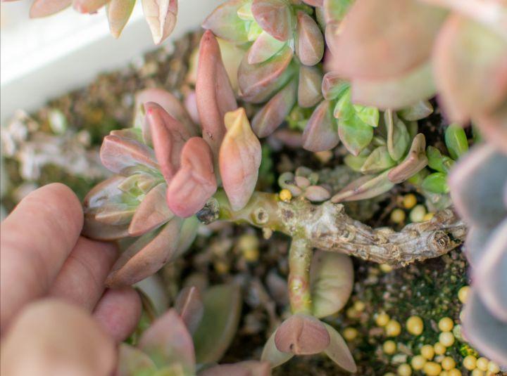 怎么养多肉叶子才能看起来油亮,多肉夏天叶子干了很多怎么办