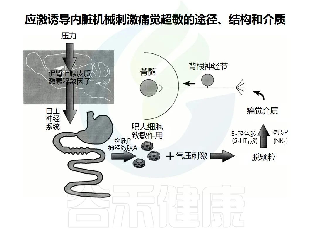 腹胀胃隐痛查不出原因,腹胀腹痛是肠道问题吗