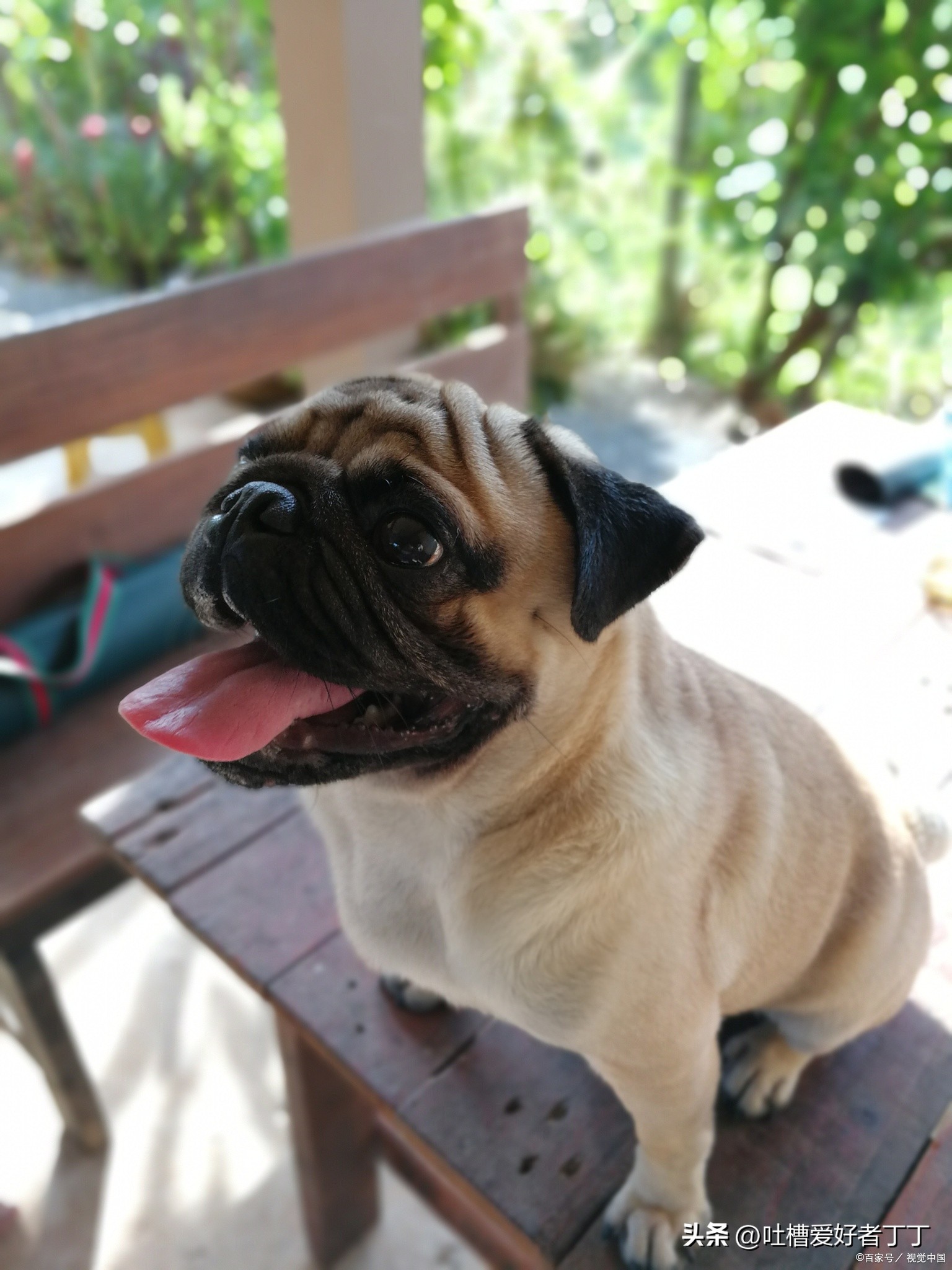 小型宠物狗品种大全,白色宠物狗小型品种