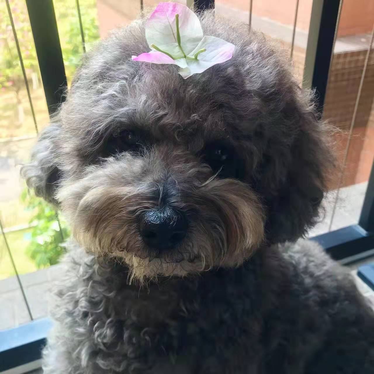 饲养泰迪的基本常识,饲养泰迪的基础知识