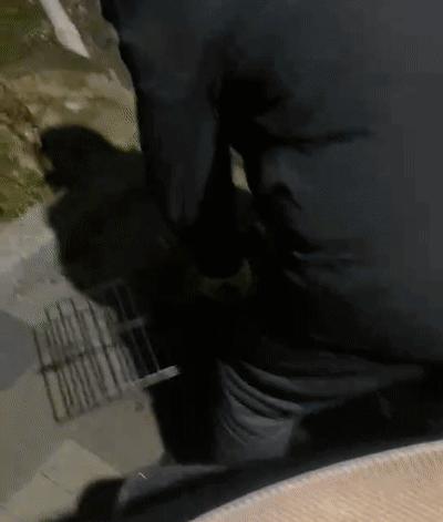 江苏偷猫事件,偷猫人被抓新闻