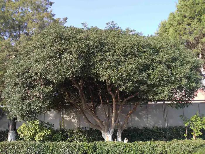 画与景,幼儿长卷画景