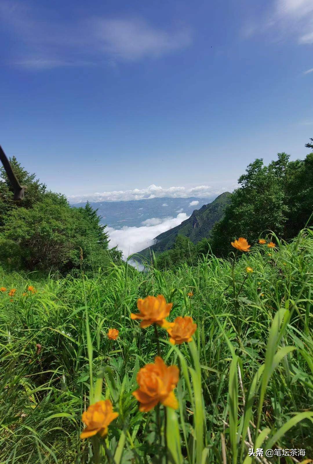 喝单枞的茶语,今日茶话养生