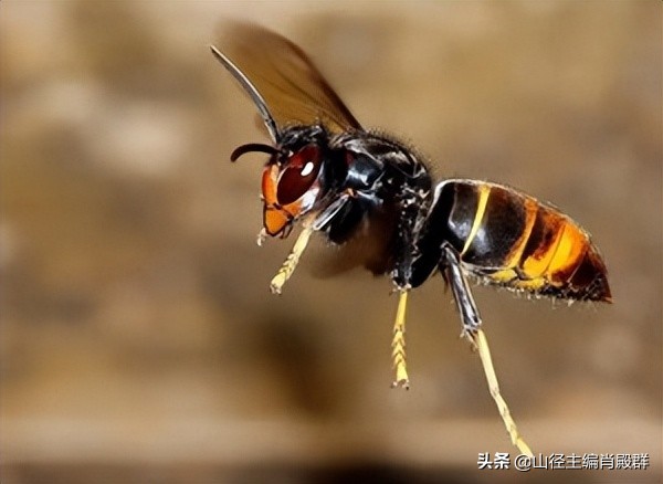 杨老说故事,杨老讲故事