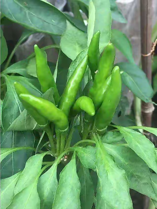 阳台夏天种这六种菜,阳台种花种菜需要几个小时的光照