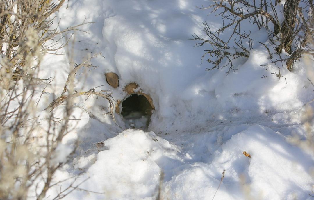 兔年聊兔:如何拯救濒危物种侏儒兔？学界正开展“基因拯救”行动