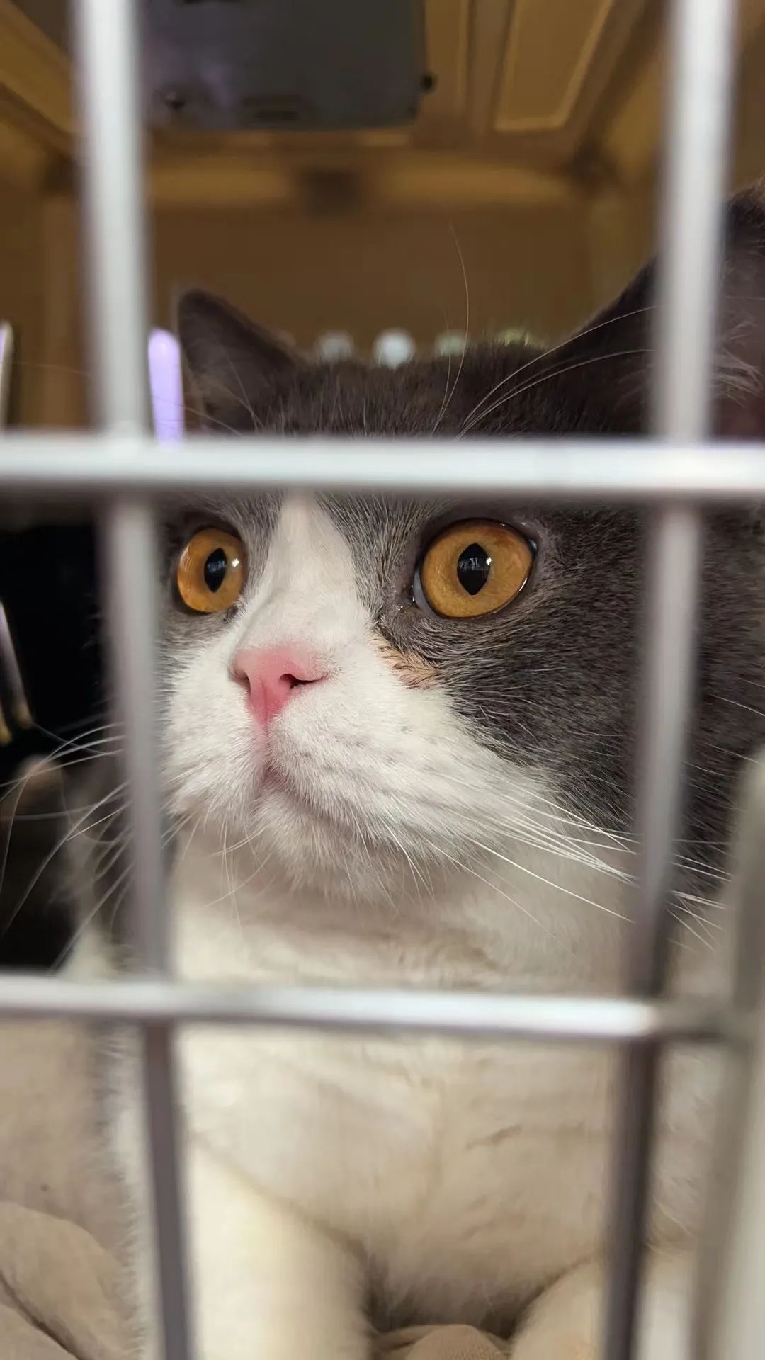 毛毛宠城堡新宠:登登|写给我的小猫咪