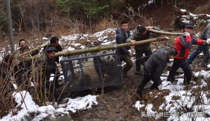 大熊猫草草引种成功了么,大熊猫草草野外引种几次