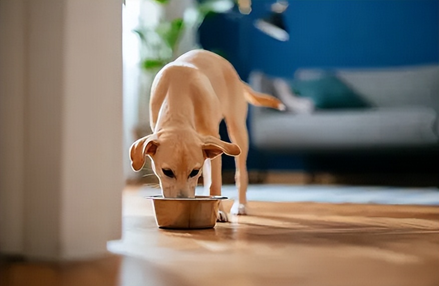 宠物挑食饿着怎么办,宠物挑食饿着还是惯着