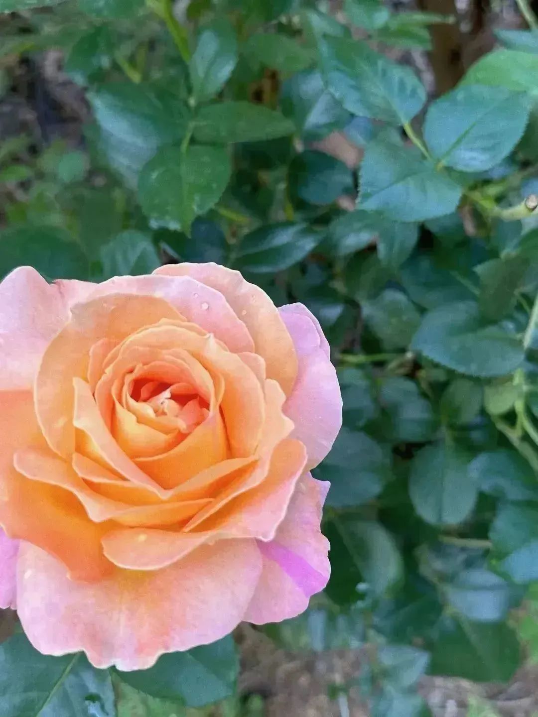 月季花开娇艳无比,月季花开得正烂漫