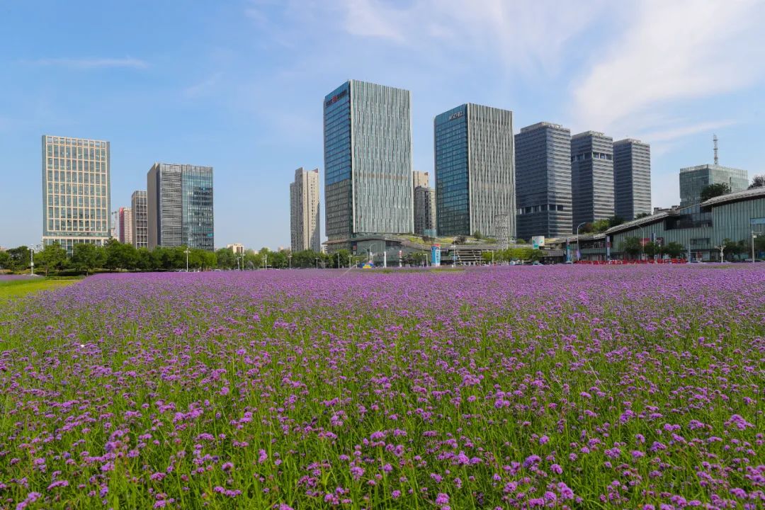 泰达新视觉|生如夏花泰达MSD花海柳叶马鞭草如梦绽放