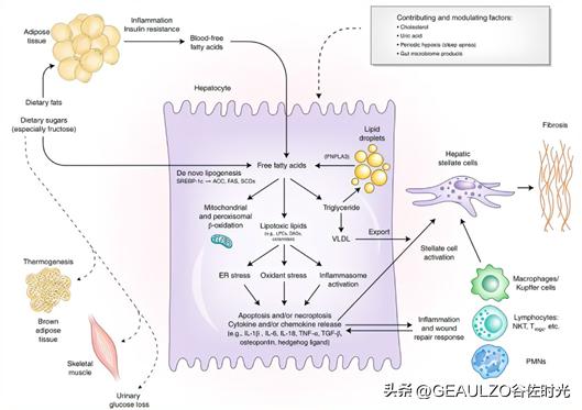 皮肤慢性炎症表现,慢性炎症是哪些症状表现