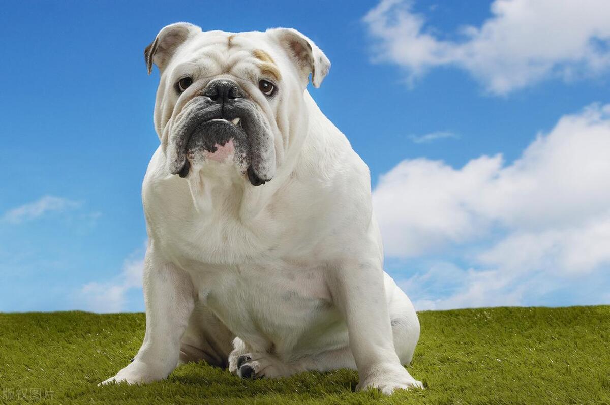 世界上最可怕的四大猛犬,世界上杀伤力最强的十大猛犬