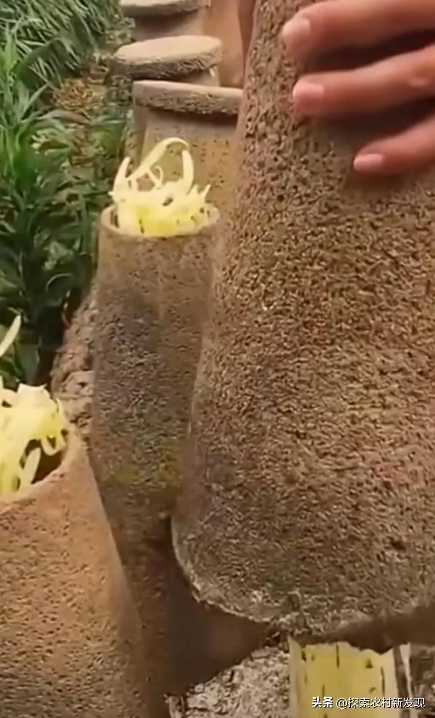 在农村种几亩韭菜有销路会怎么样,露天农田韭菜种植技术