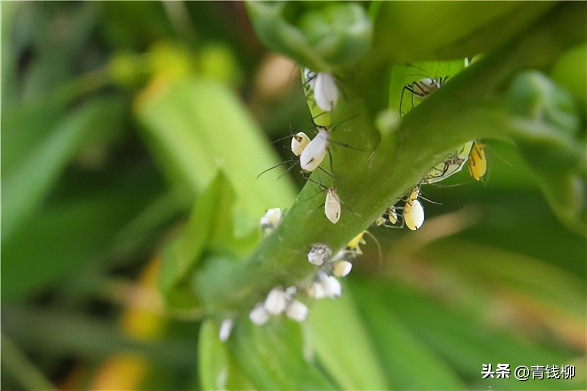 阳台月季病虫害防治对照表,室内花卉虫害怎么消灭