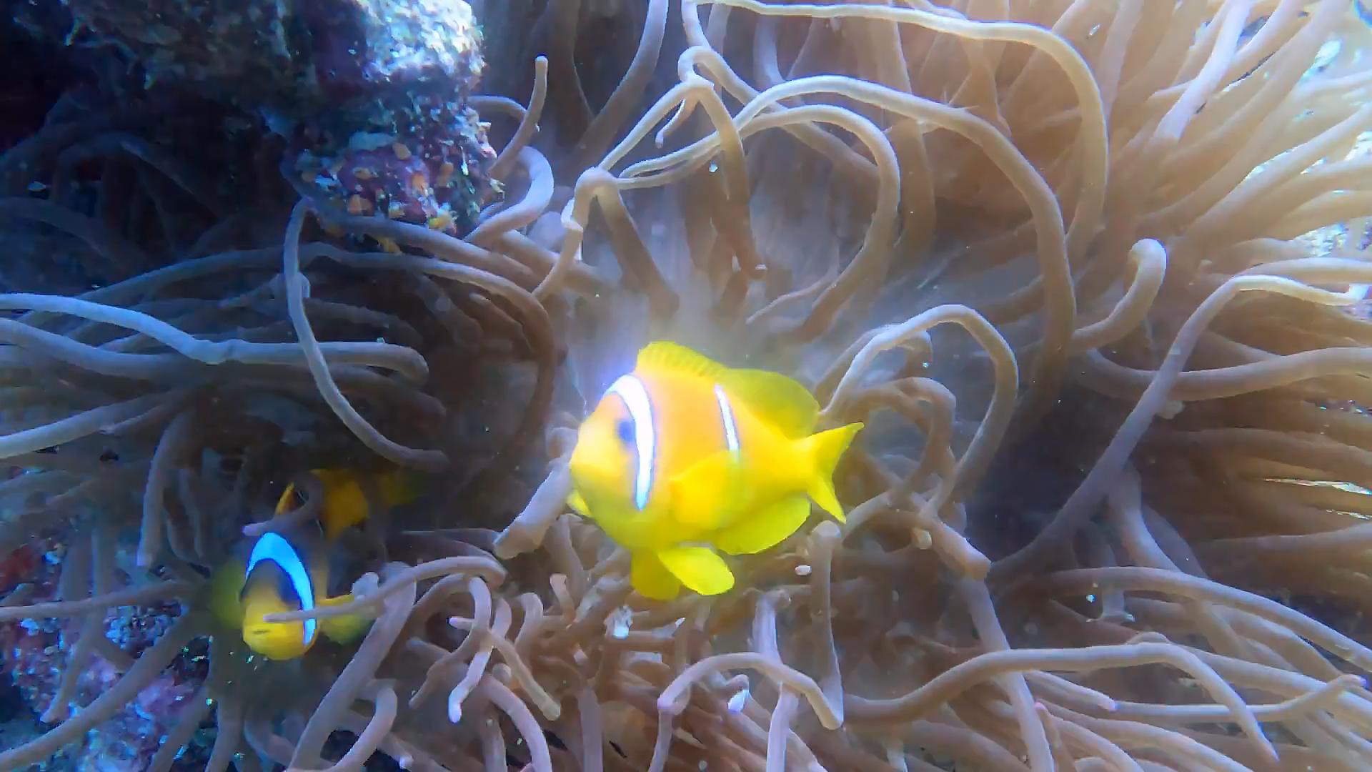 水母无法在冬天存活,水母不动了还能活吗