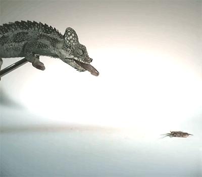 27张惊悚的动物照：青蛙被鼓风机活活风干，海鸥当街活吞大老鼠