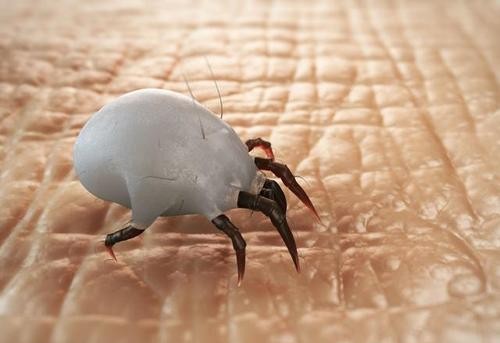 螨虫的危害及防治方法,螨虫危害以及如何除螨虫