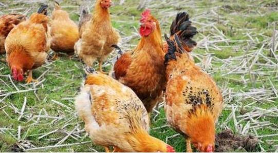 氨基酸维生素矿物质的作用是什么,氨基酸维生素矿物质的作用