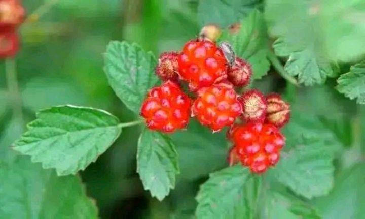 茅莓成分,白莓的营养价值及功效