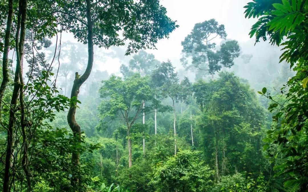 云南西双版纳旅游攻略app,云南西双版纳旅游攻略自由行12月