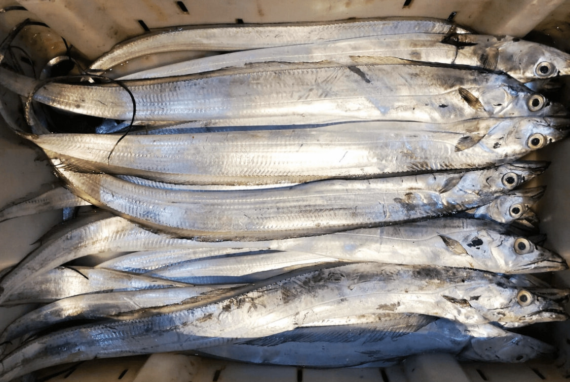 海鱼哪个品种刺少肉厚,肉厚刺少又扁的海鱼