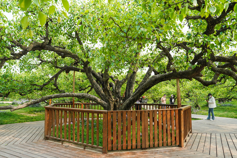 宿州两日游,宿州旅游攻略三日游
