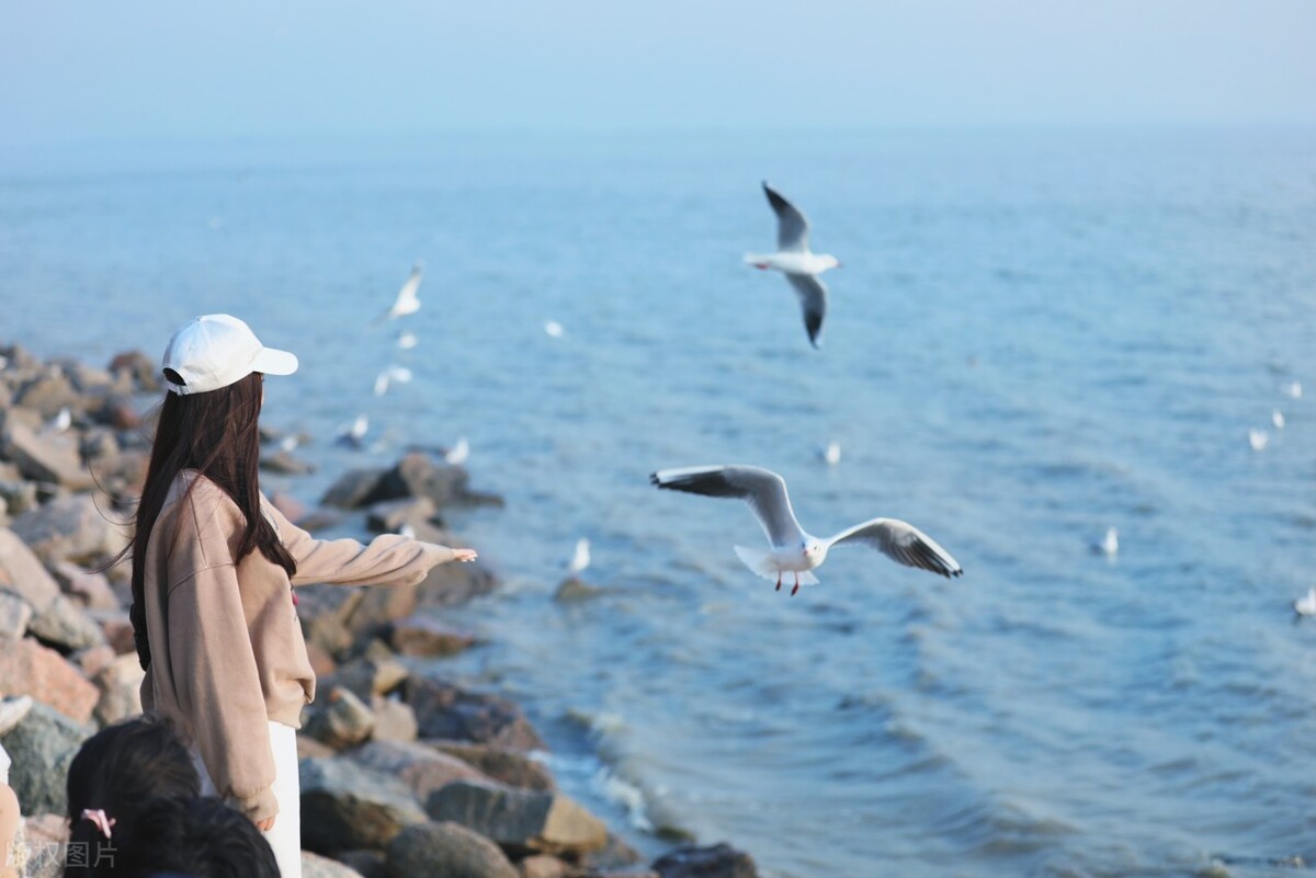 深圳湾公园为什么有海鸥呢,深圳湾公园有什么特点