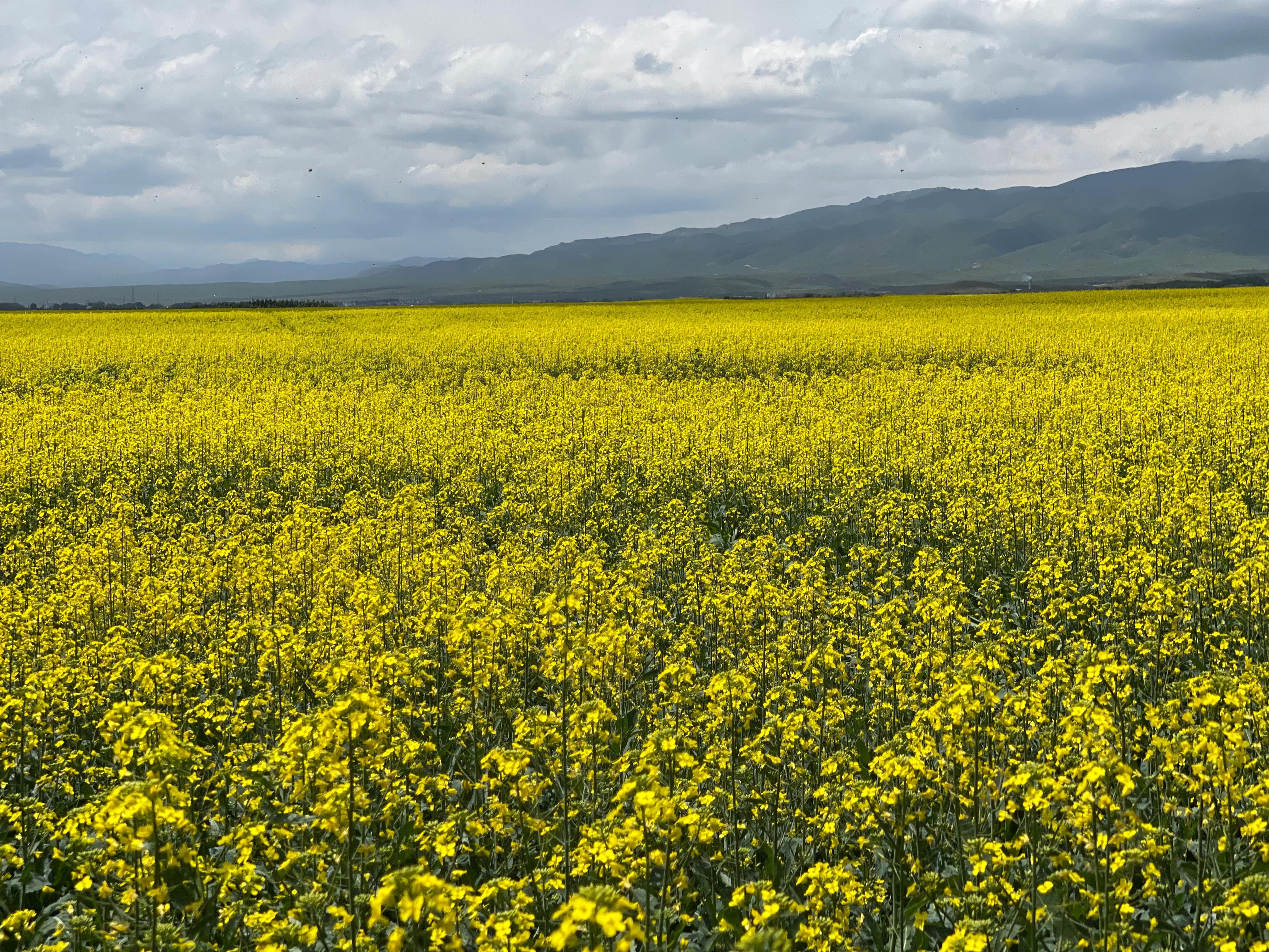 伊犁徒步穿越古道,伊犁昭苏县夏塔古道图片
