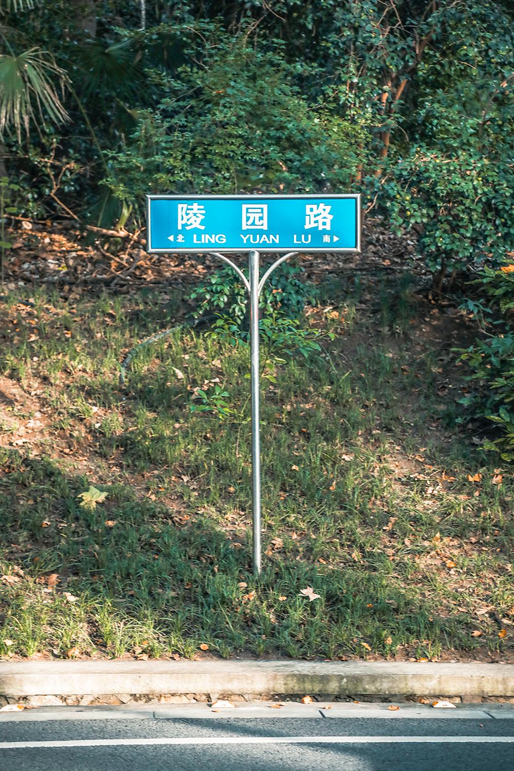 南京的法国梧桐秋天图片,南京法国梧桐秋天