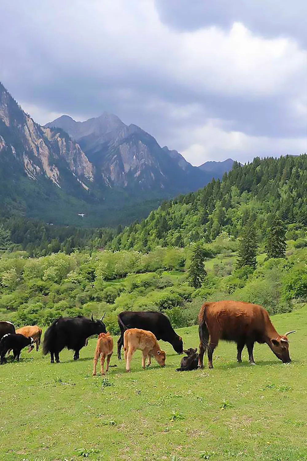九寨沟丽思卡尔顿隐士度假酒店,全球第一百家丽思卡尔顿