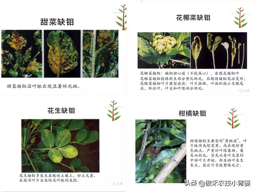 作物缺素原因及症状对照表收藏版,作物缺钼症状