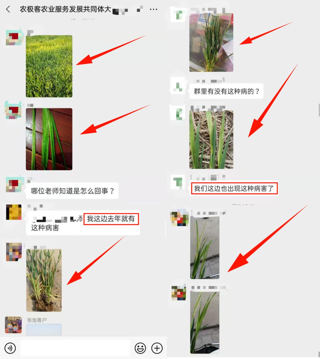 小麦发黄的原因及最佳防治药剂,小麦发黄枯死是什么原因