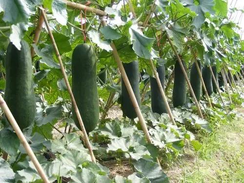 冬瓜种植管理技术五十字,种植高产黑皮冬瓜