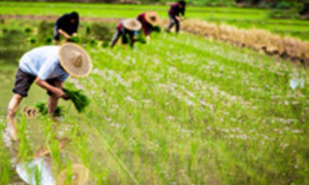 青春岁月知青往事,农村知青青春往事