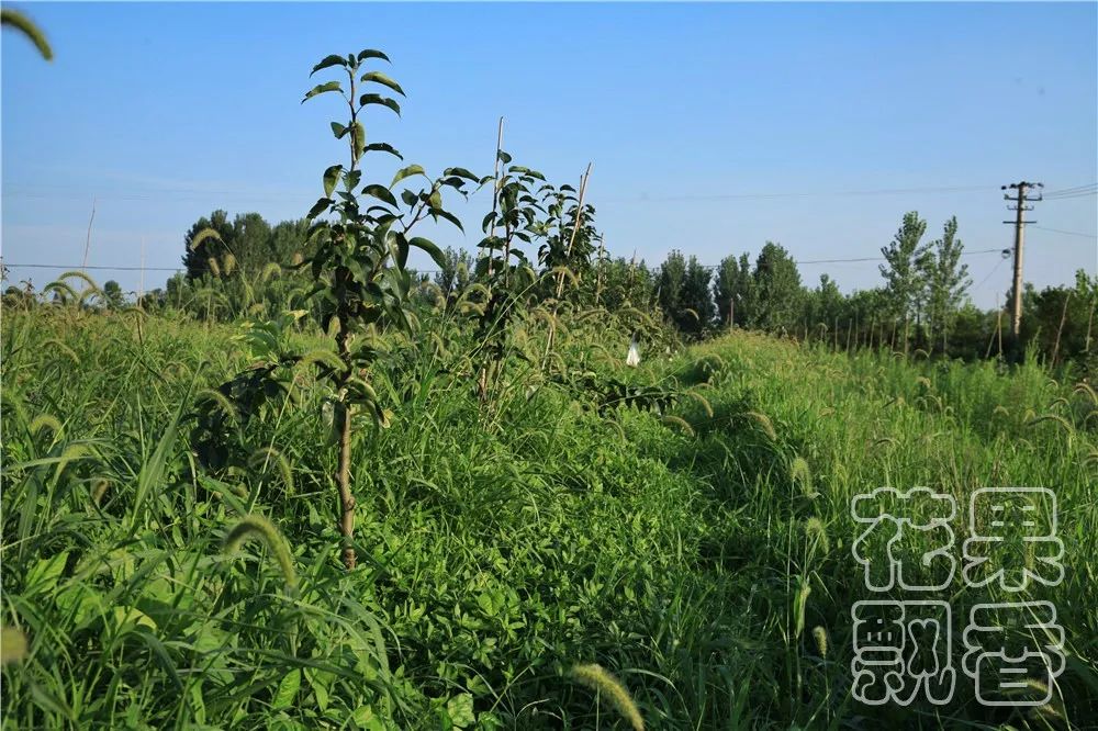 老板,这个水果多少钱?不用,你帮我介绍客户就行了