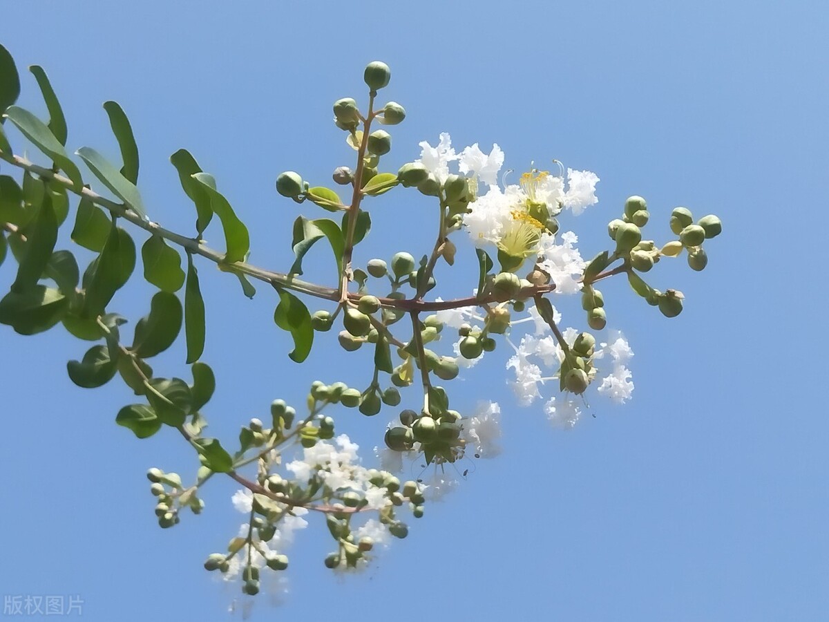 清虚热药,白薇中药主治