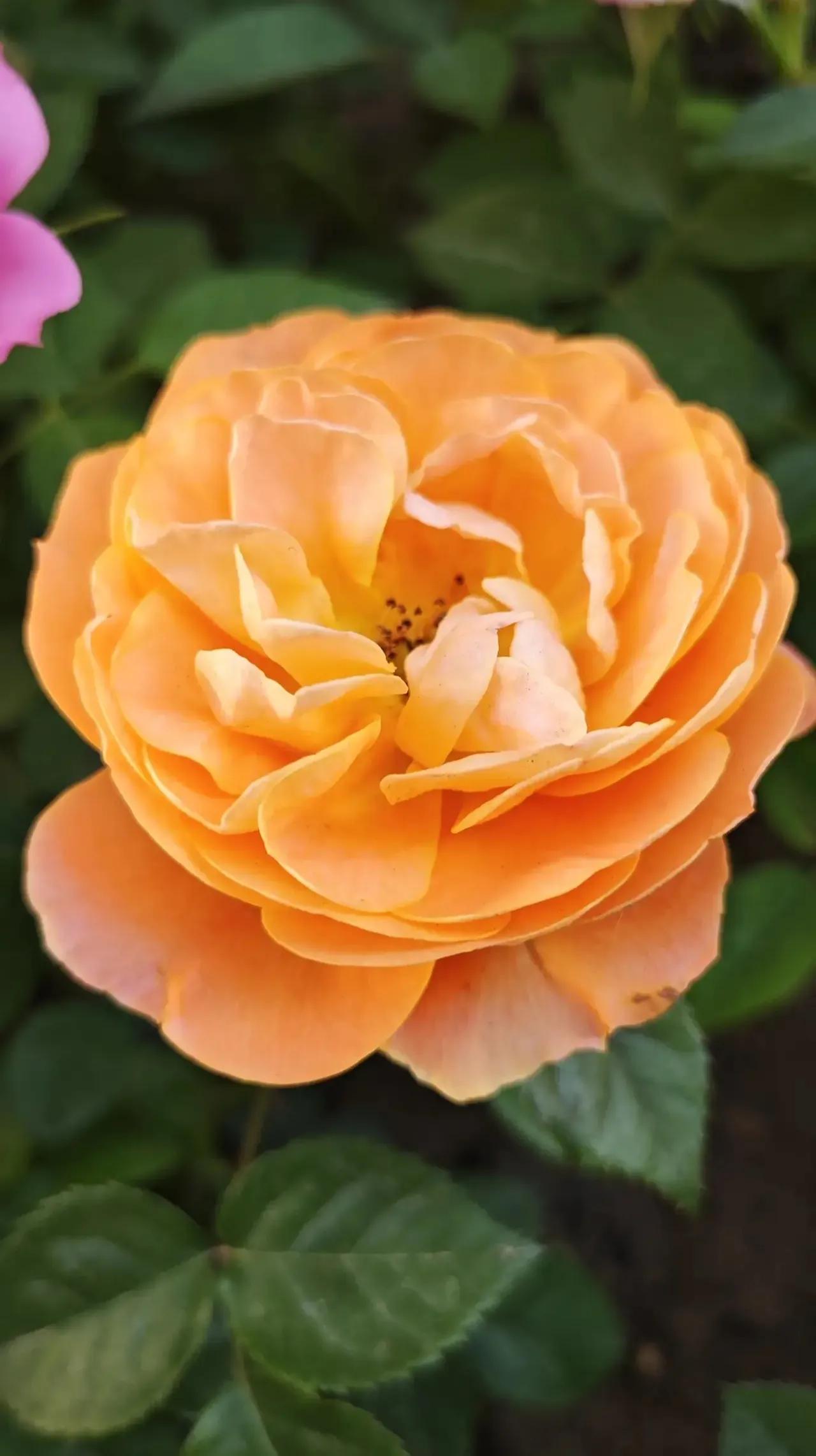 春天的月季花的描写,春天的月季花是什么颜色