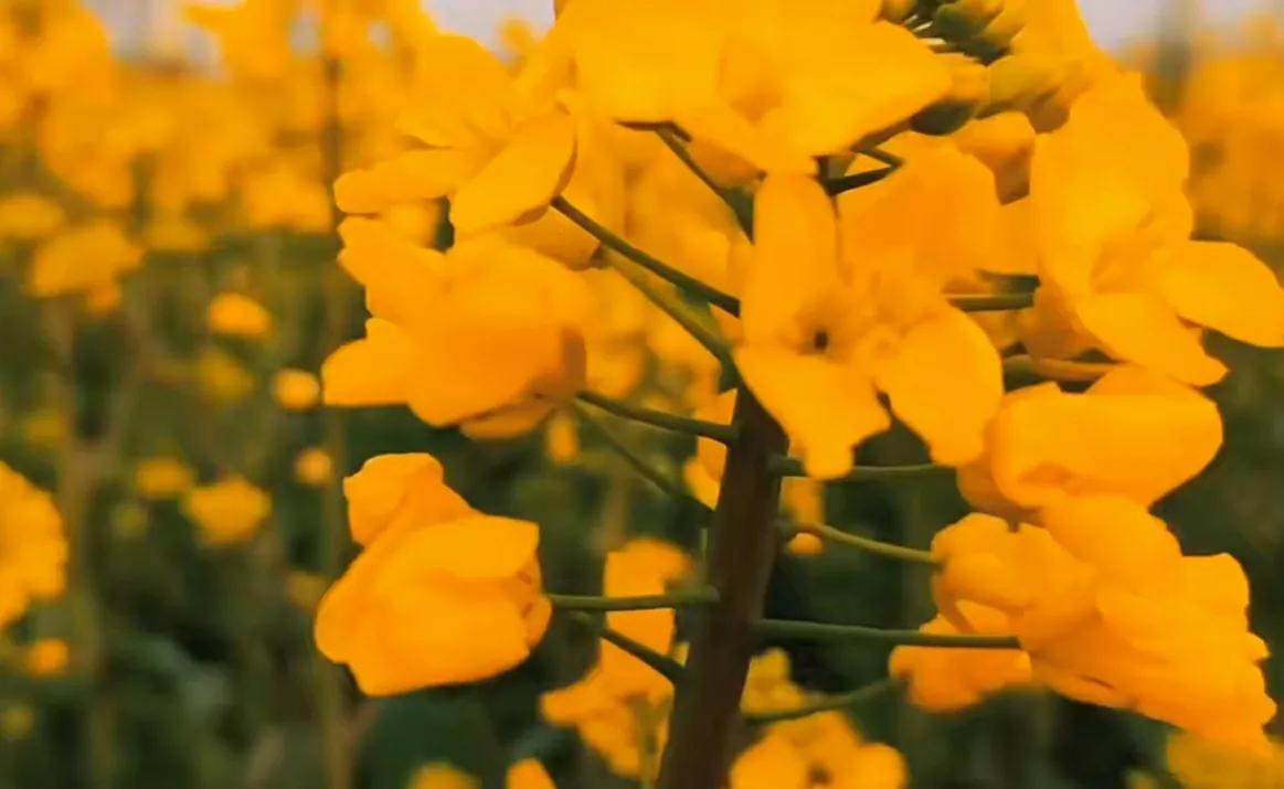 贵州网红草根把亲妹妹介绍给大衣哥做儿媳，返回老家一路江南美景