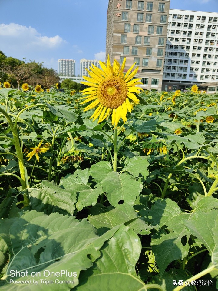 一加9rt现在到底该不该入手,一加9rt旗舰发布