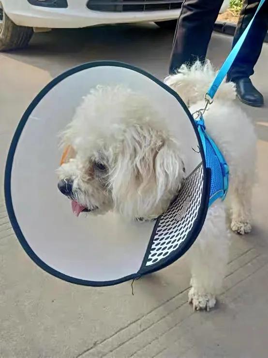 狗狗乳腺瘤破了用什么药好得快,狗狗乳腺瘤越来越大要多少钱