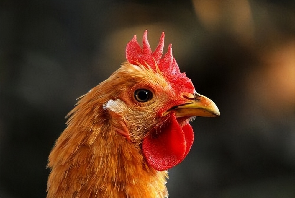 这六种毒肉千万别吃,世卫组织不推荐吃红肉