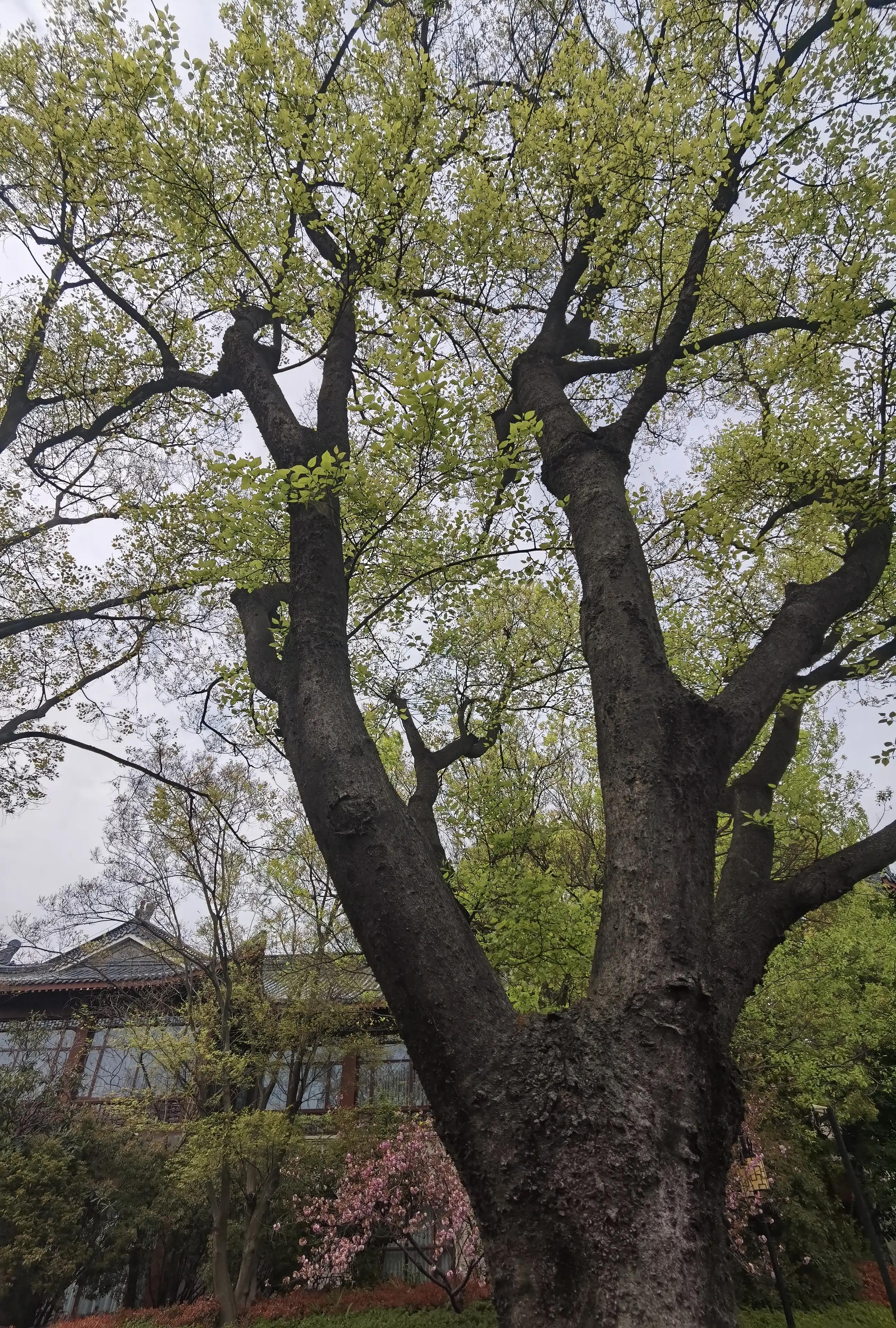 婴语奶声奶气,婴语声音视频