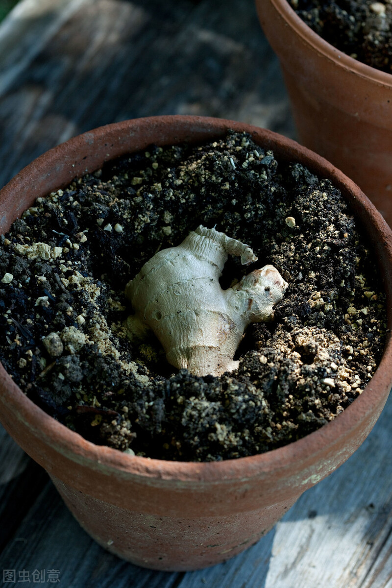 每年花亿元难以清理，洋姜入侵国外泛滥，为啥中国却大量种植？