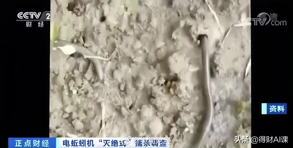 都是钓鱼惹的祸？蚯蚓干暴涨至300每公斤！多地电击式灭绝捕杀