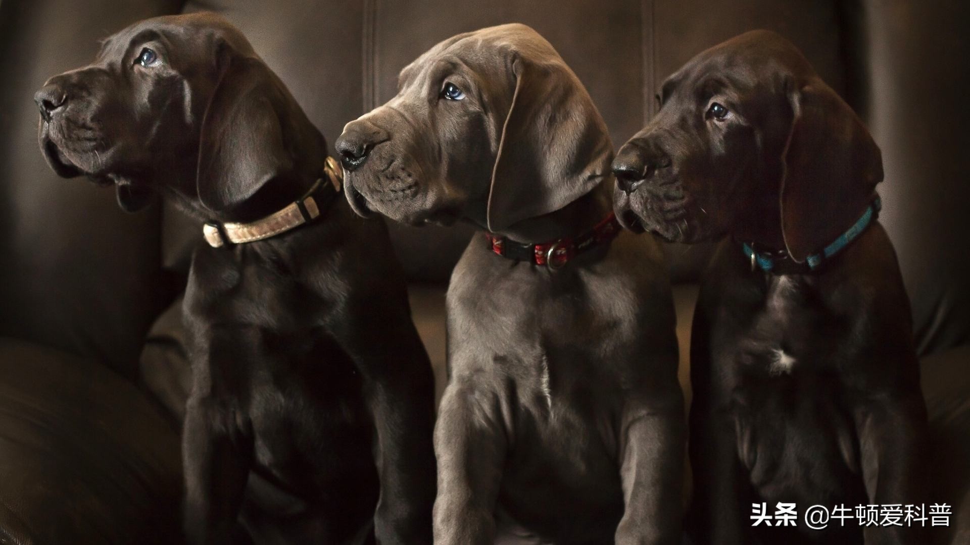 世界十大猛犬中国藏獒只排第二,世界猛犬排名藏獒只当小弟