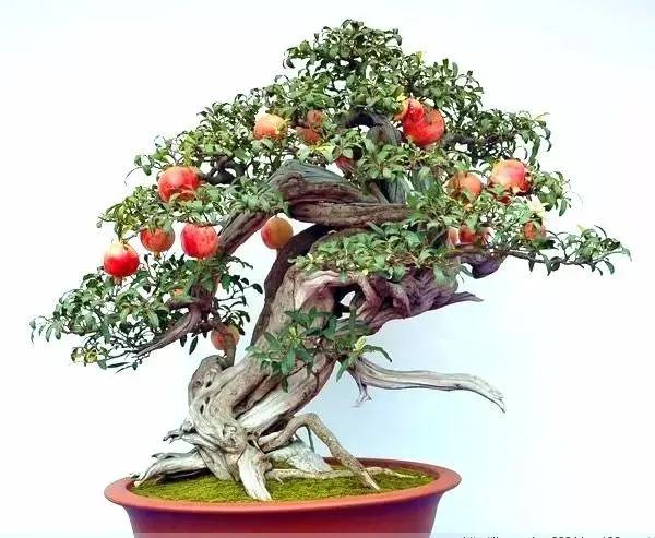 笑口常开好运自然来,笑口常开好运自然来下一句